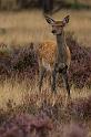 45 Hoge Veluwe, edelhert